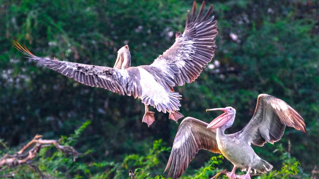 1 uppalapadu bird sanctuary guntur andhra pradesh attr hero